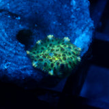 JC Frog Skin Discosoma