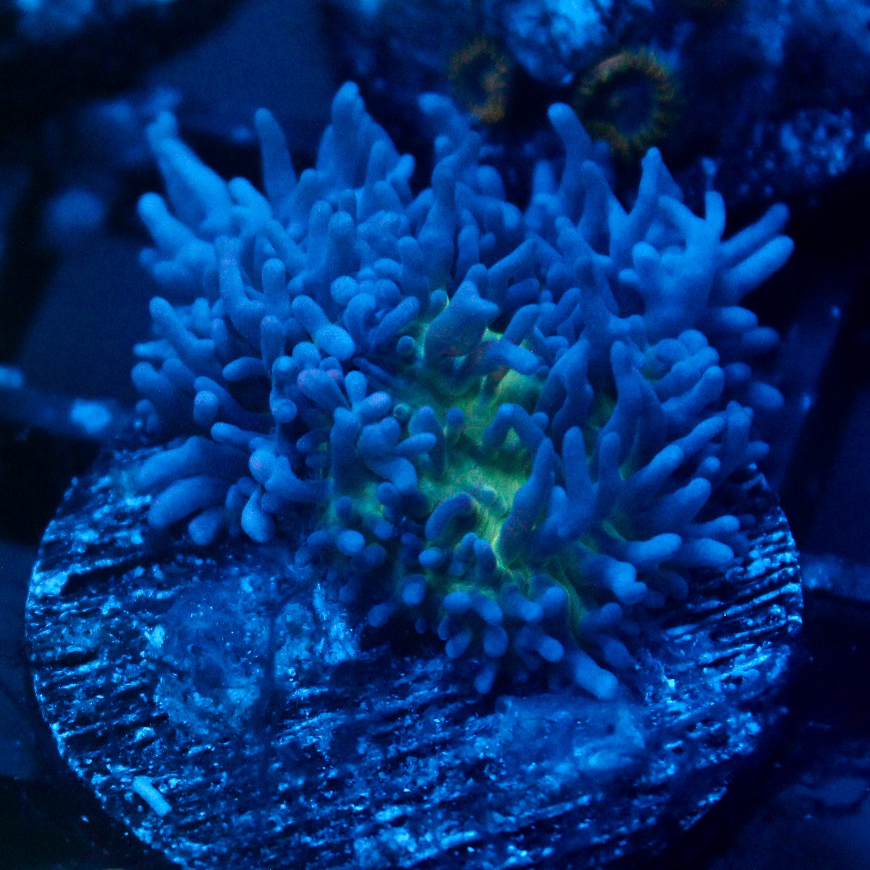 JC Fuzzy Mushroom