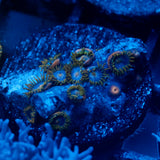 JC Saturn Zoanthid