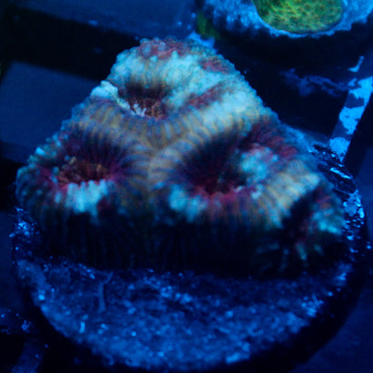 JC War Torn Favia