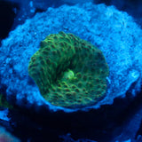 JC Frog Skin Discosoma