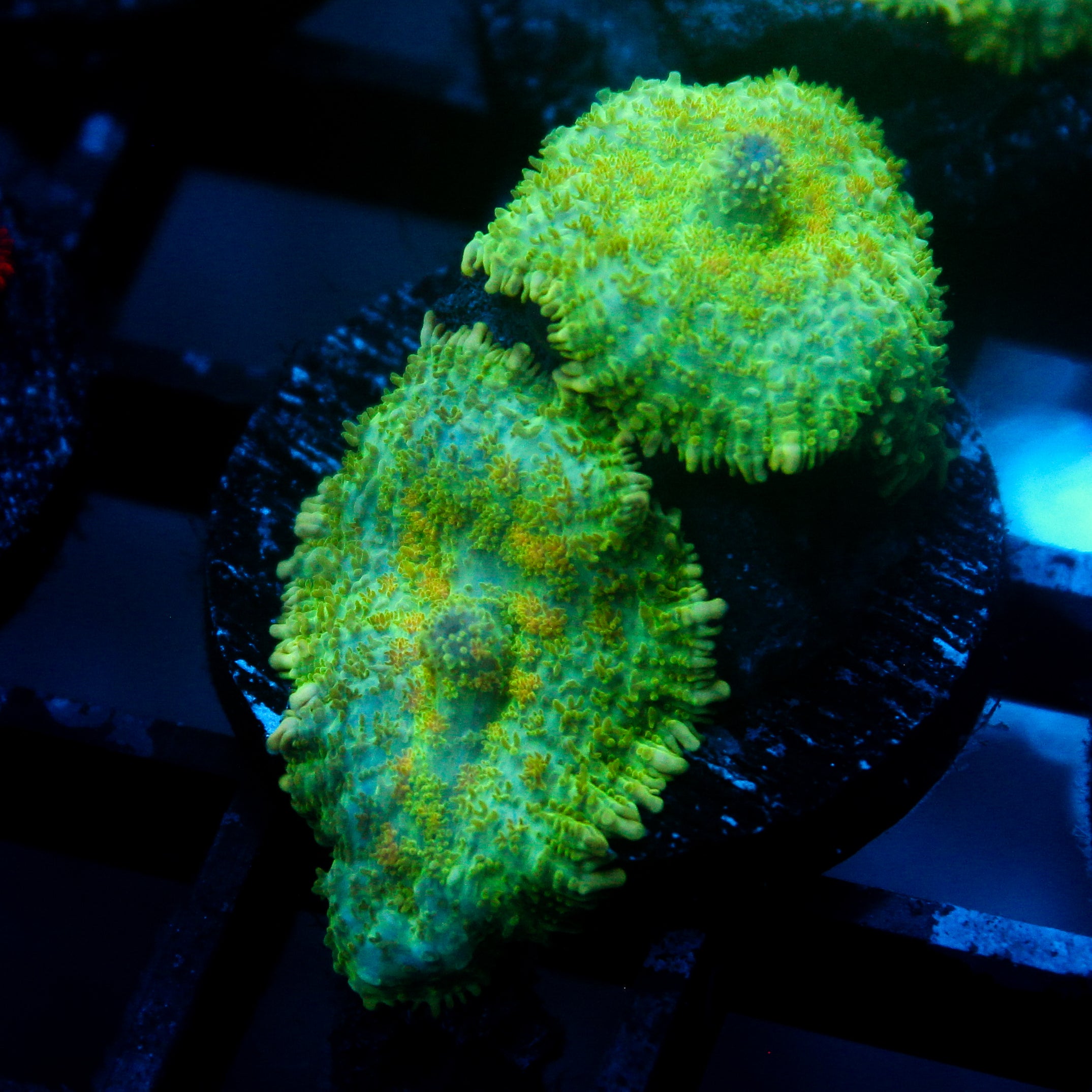 JC Lush Biome Rhodactis Double