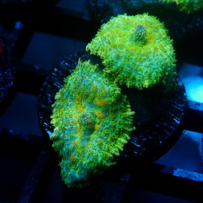 JC Lush Biome Rhodactis Double