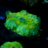 JC Lush Biome Rhodactis