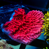 JC Pink Wave Monti