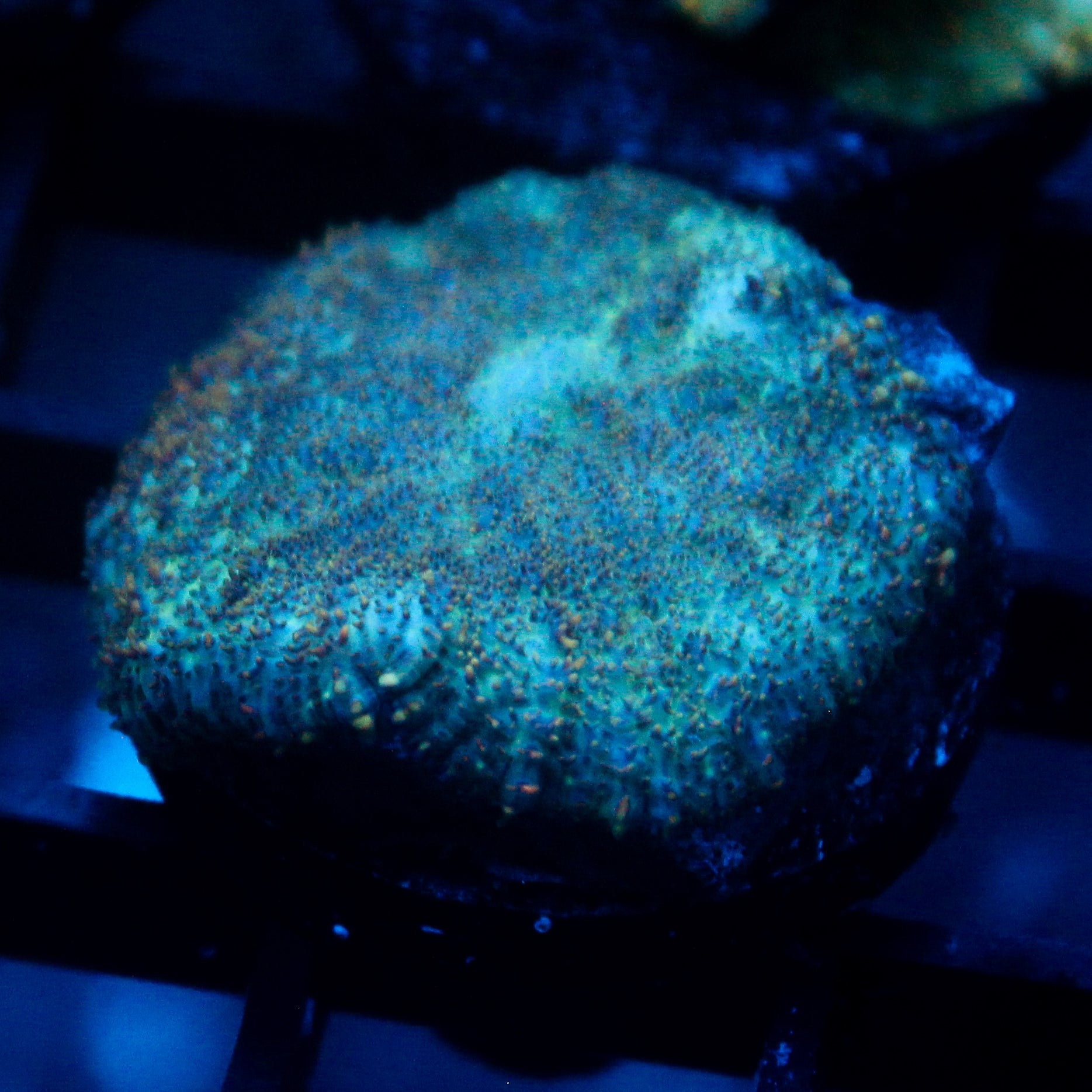 JC Cuprum Calamity Rhodactis