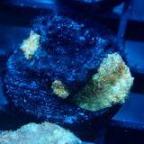 JC Firefly Discosoma