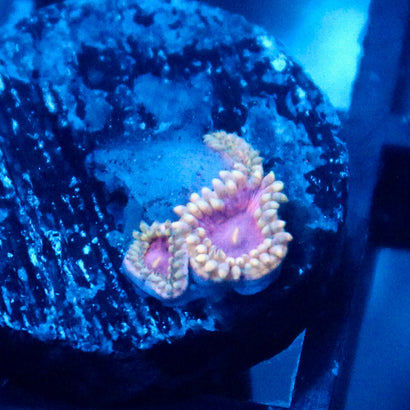 JC Permafrost Zoanthid