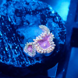 JC Permafrost Zoanthid