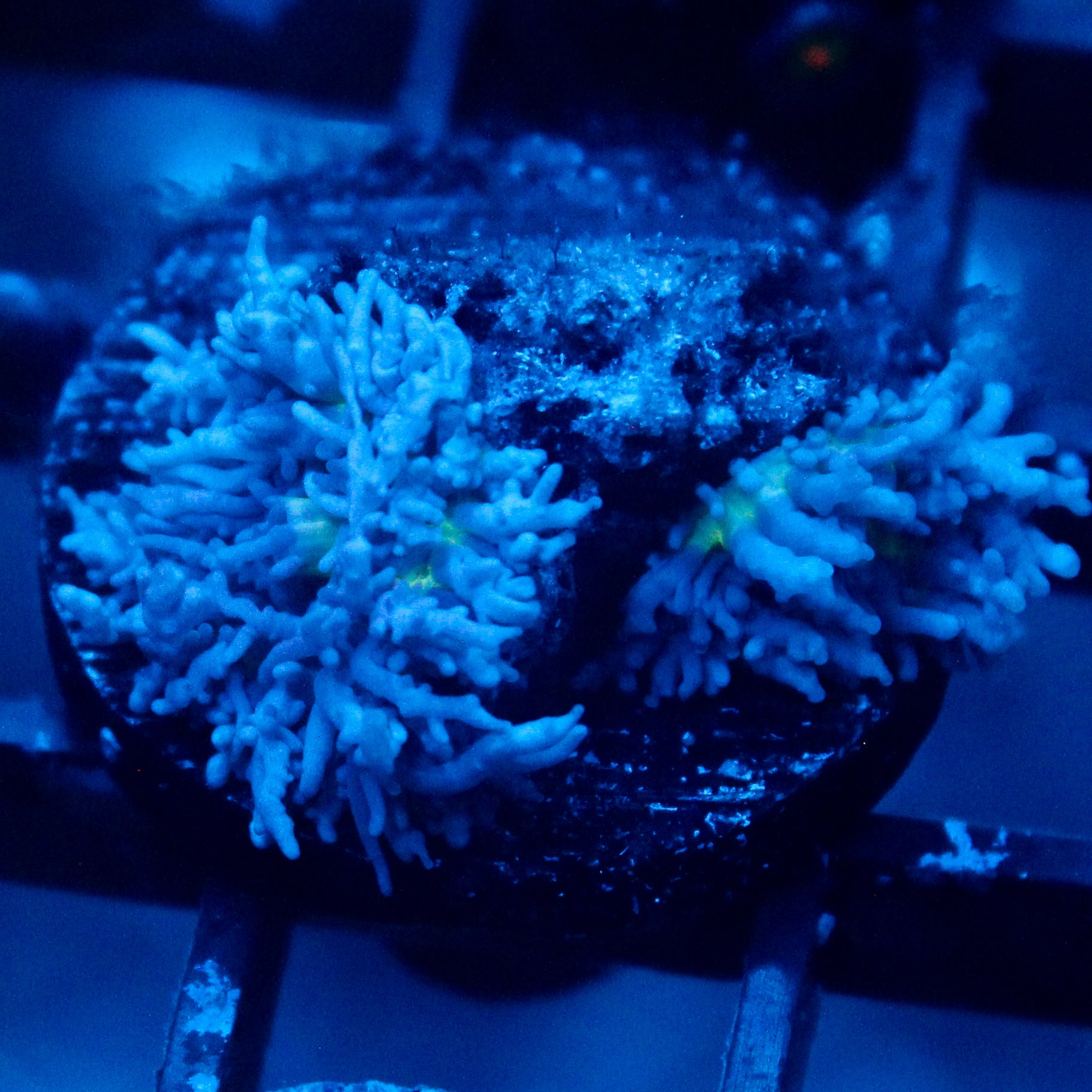 JC Fuzzy Mushroom