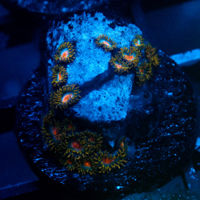 JC Saturn Zoanthid