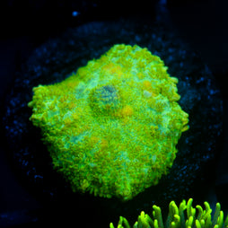 JC Lush Biome Rhodactis