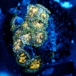 JC Solar Flare Zoanthid