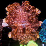JC Biota Aquacultured Squamosa