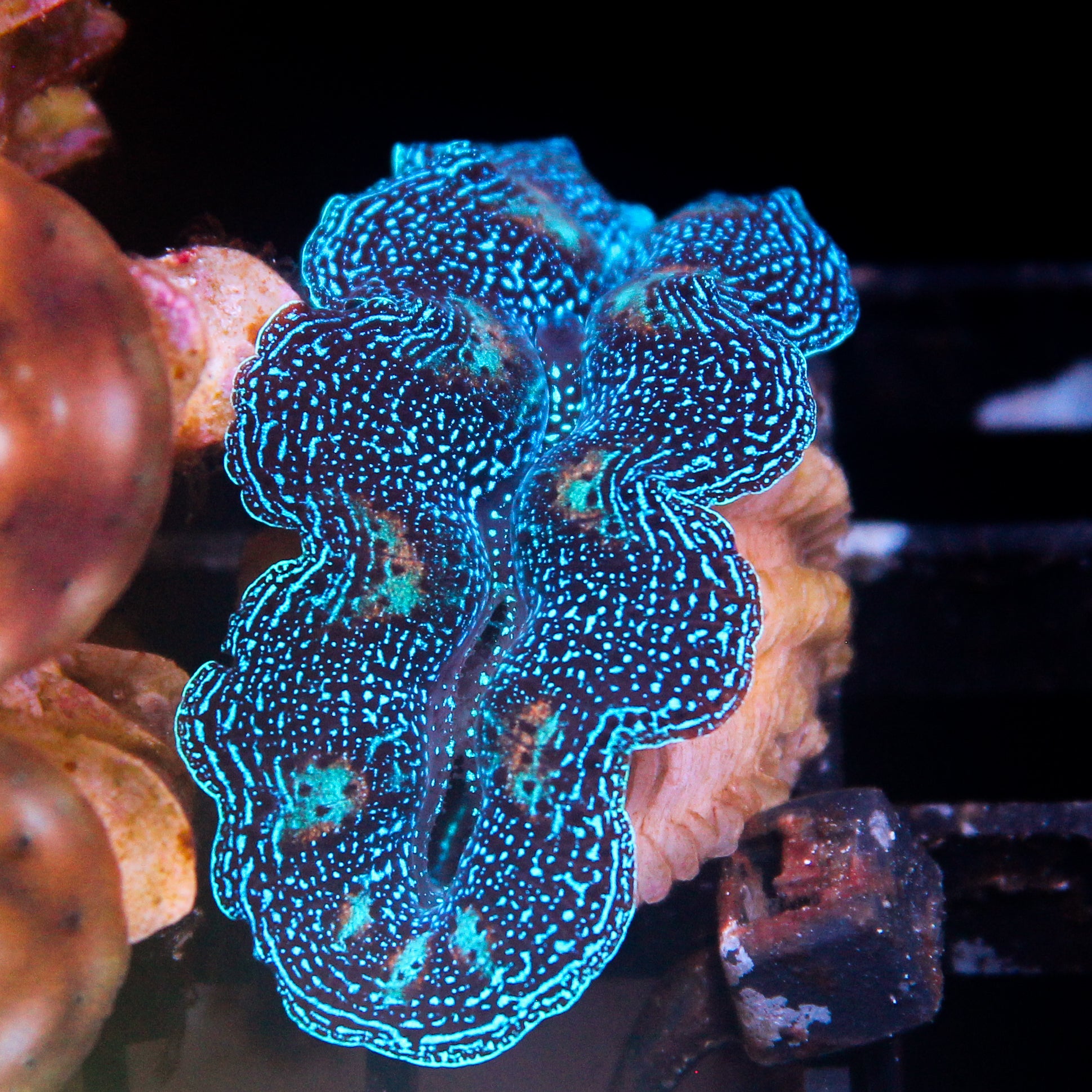 JC Biota Aquacultured Ultra Crocea