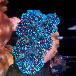 JC Biota Aquacultured Ultra Crocea