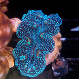 JC Biota Aquacultured Ultra Crocea