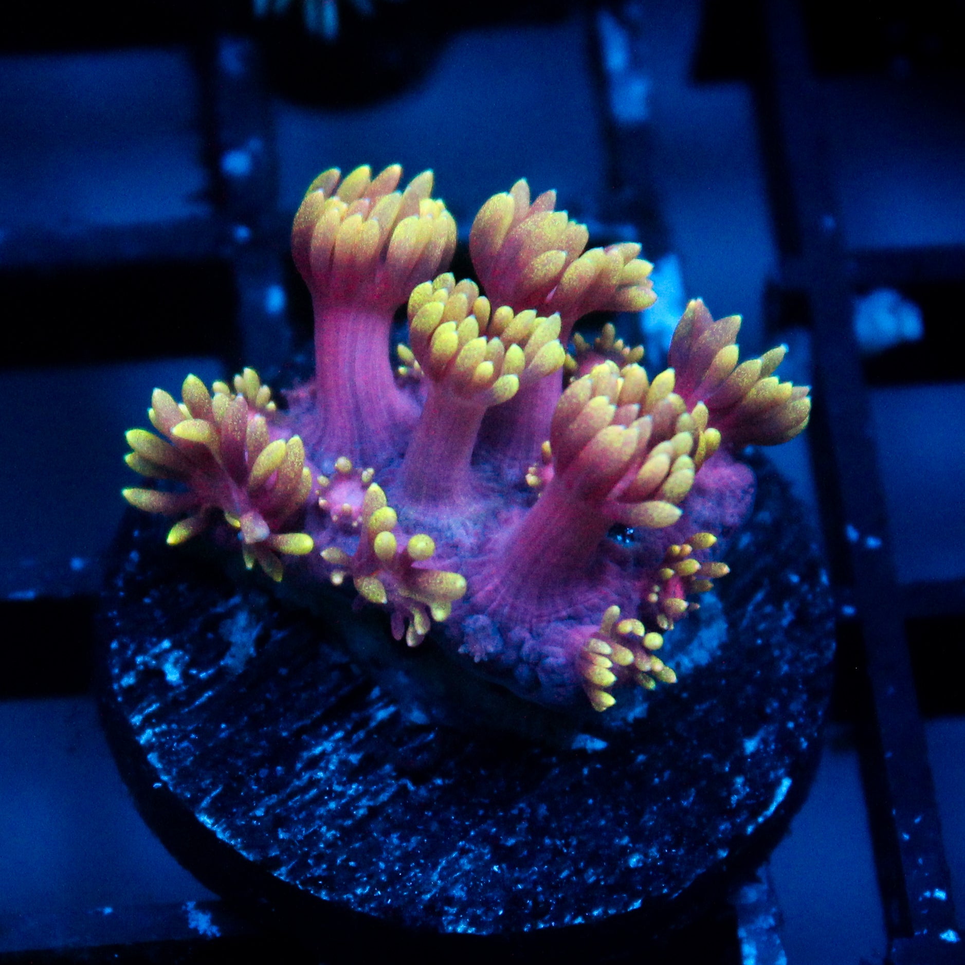 JC Aura Goni