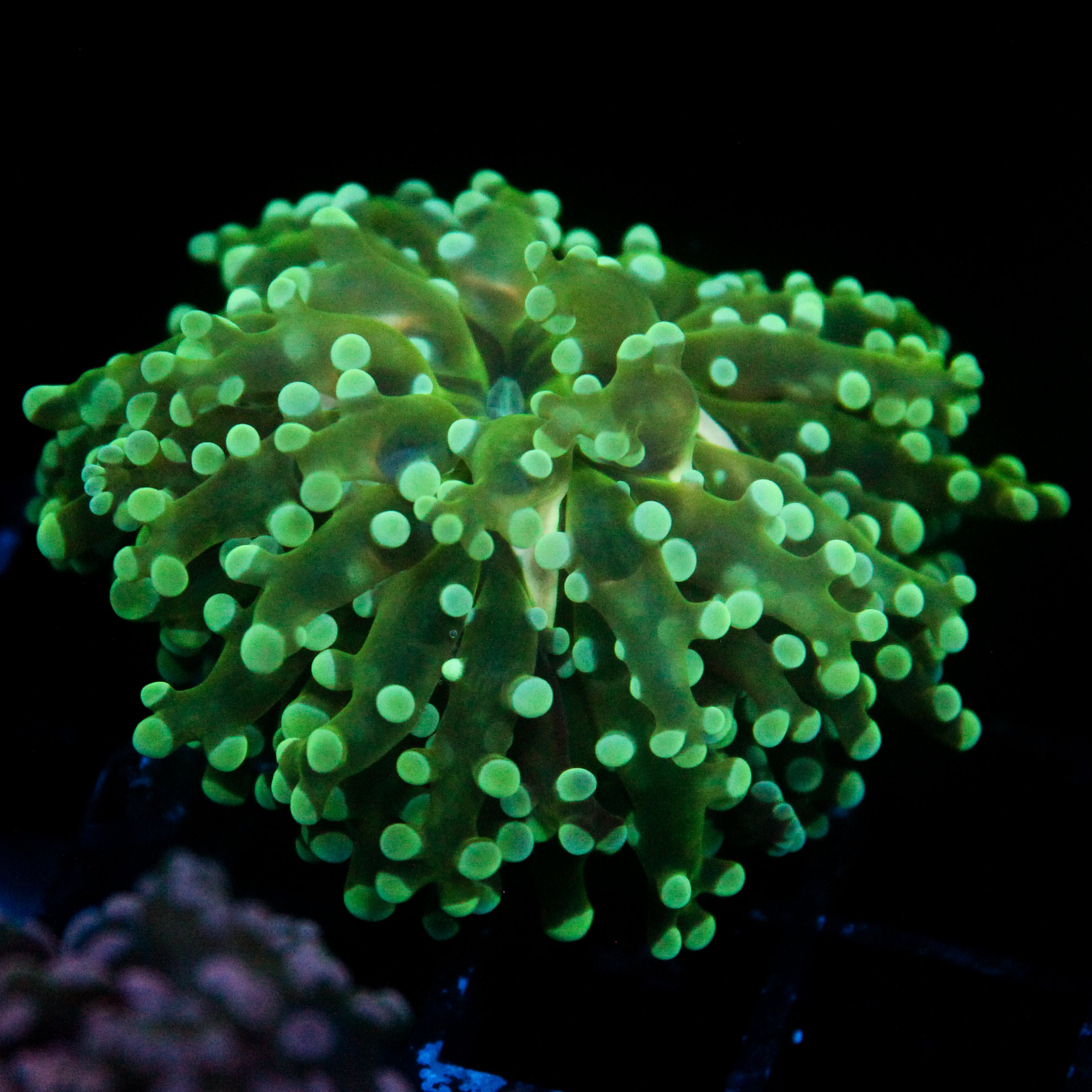 JC Fresh Breath Frogspawn