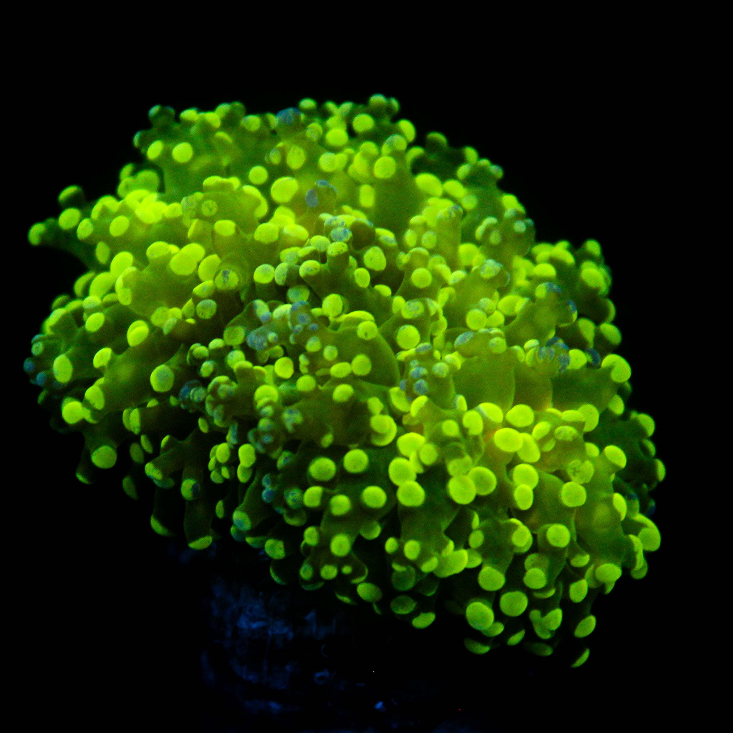 JC Splatter Frogspawn