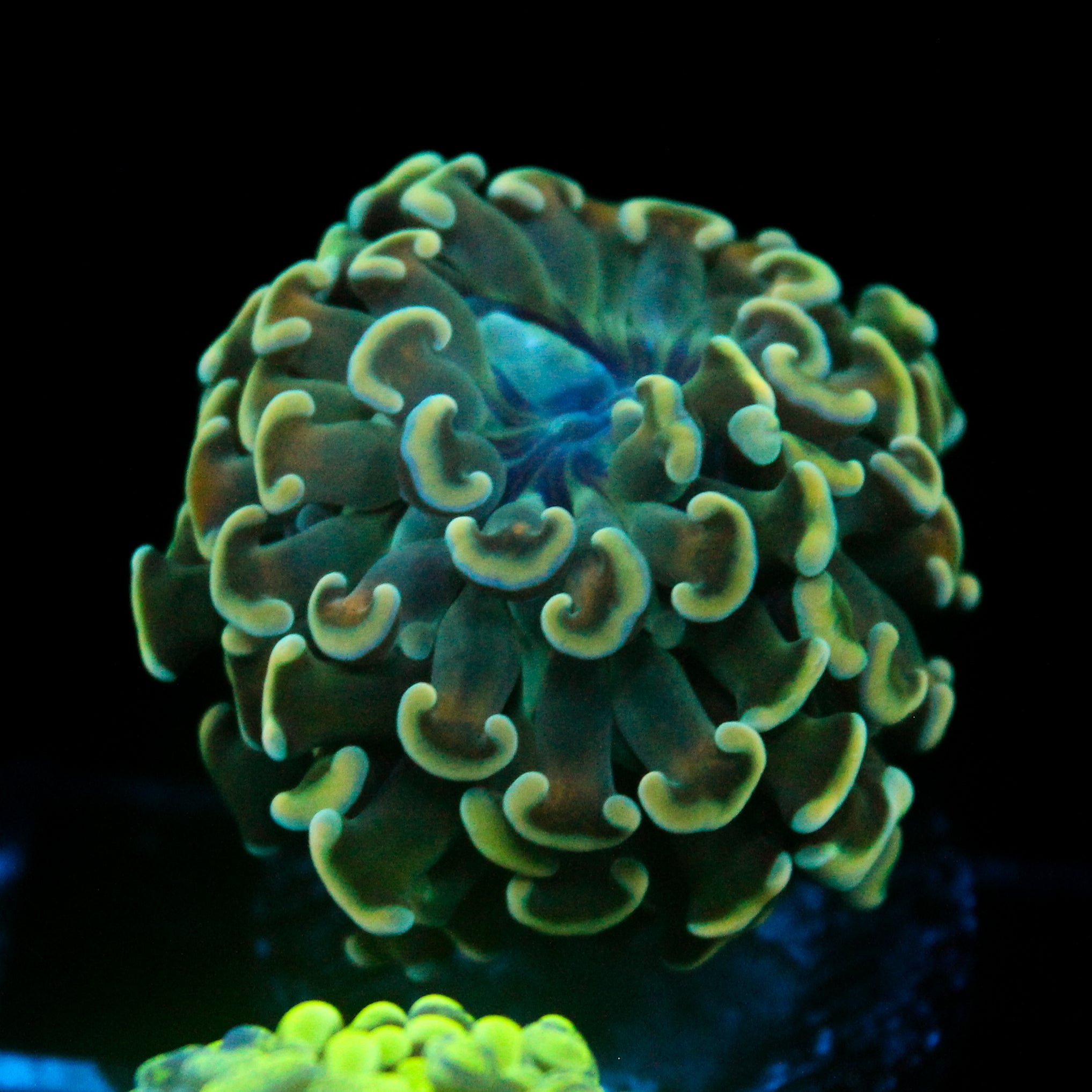 JC Blue Marble Hammer