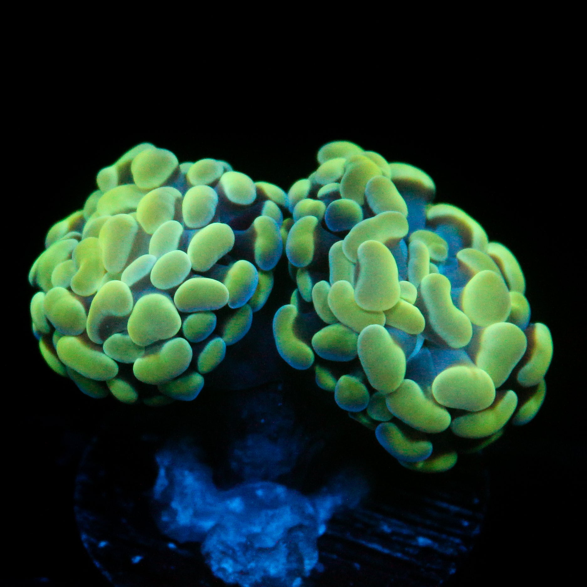 JC Alien Glow Hammer