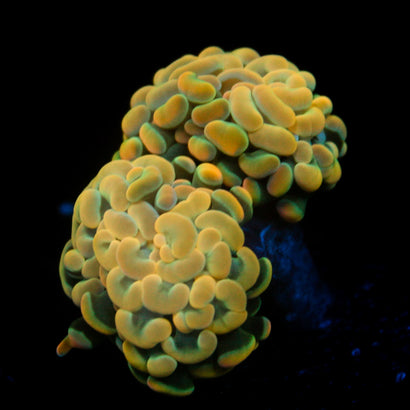 JC Rainbow Gold Hammer
