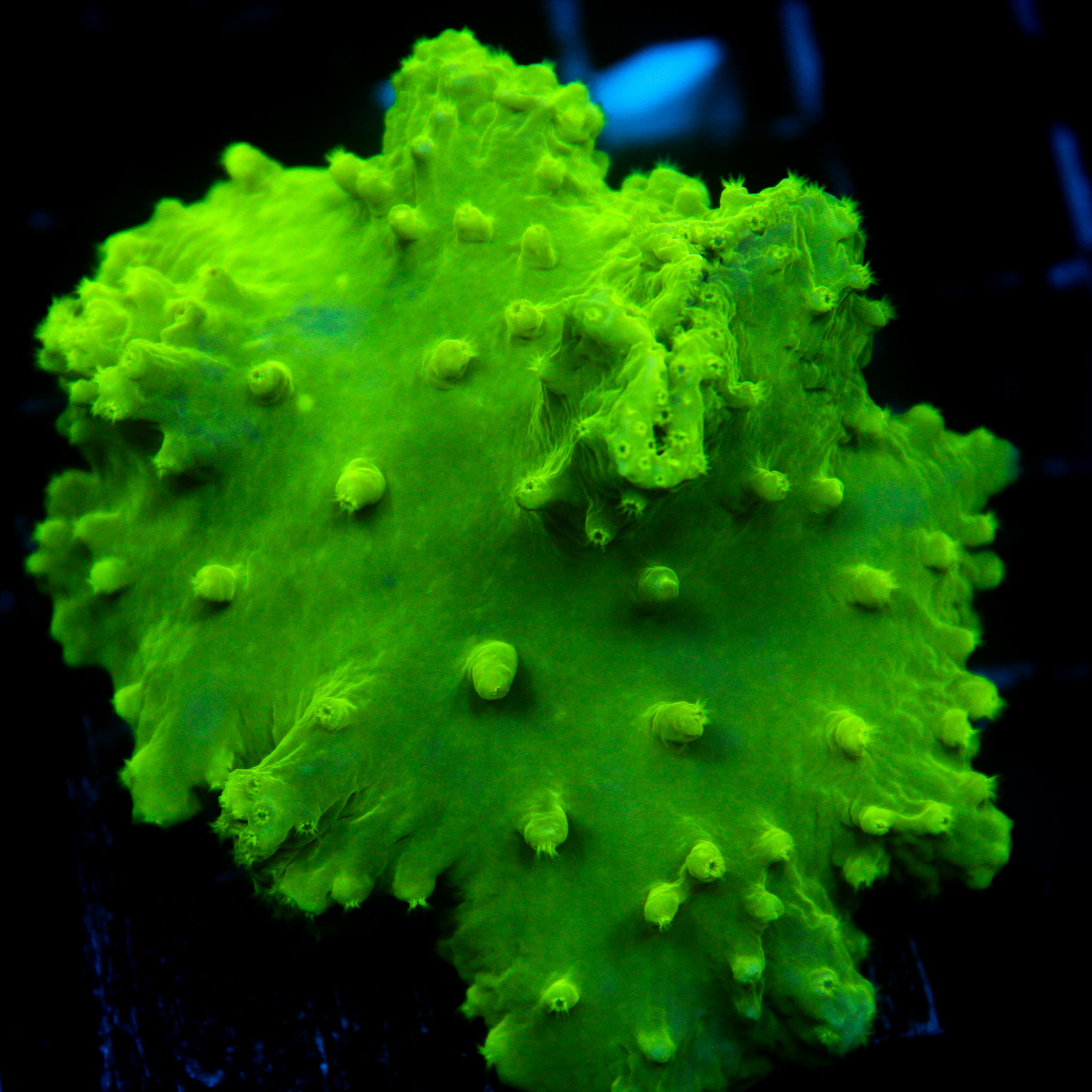 JC Cabbage Coral