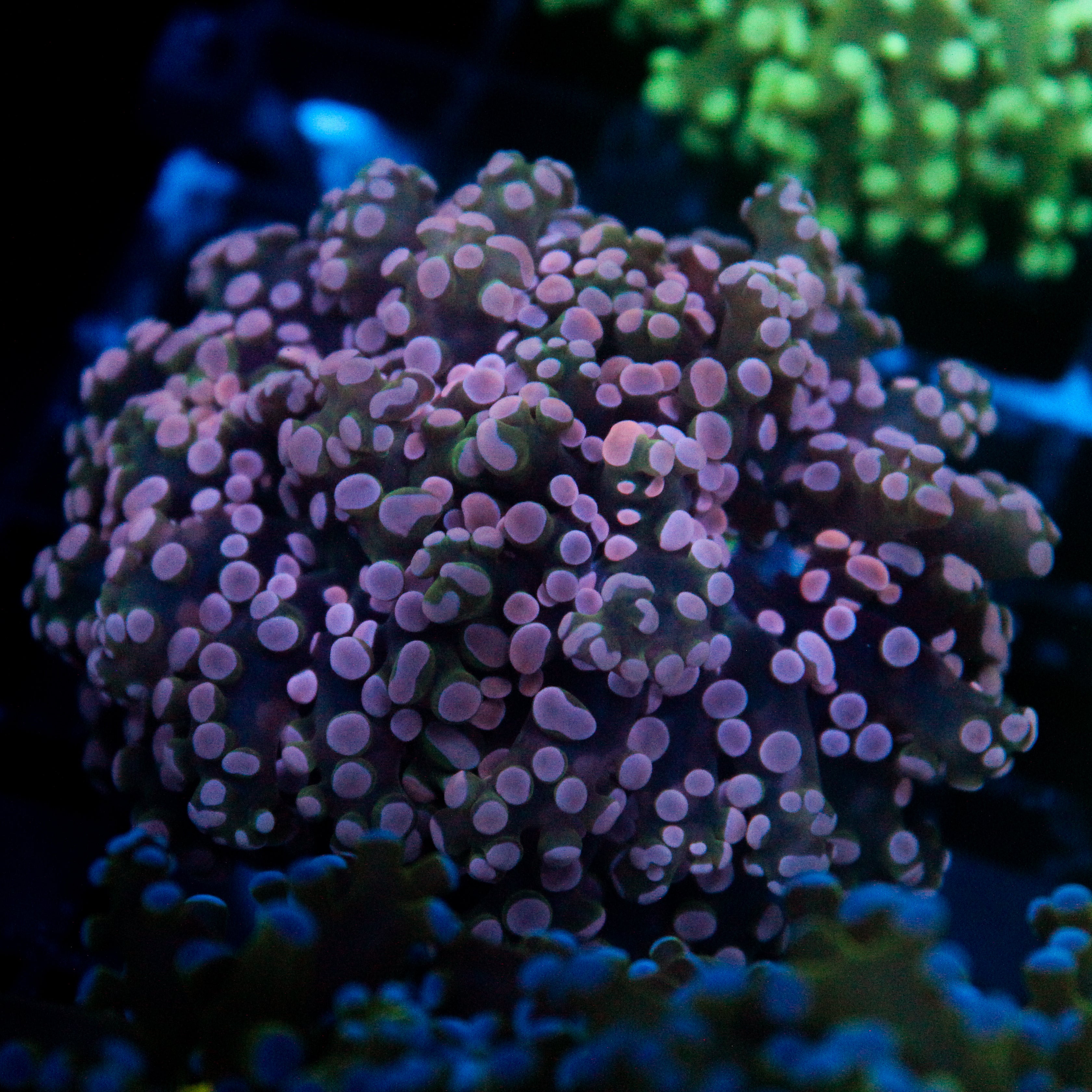 JC Pink Tip Frogspawn