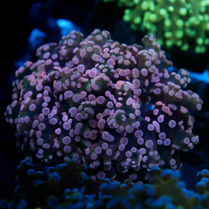 JC Pink Tip Frogspawn