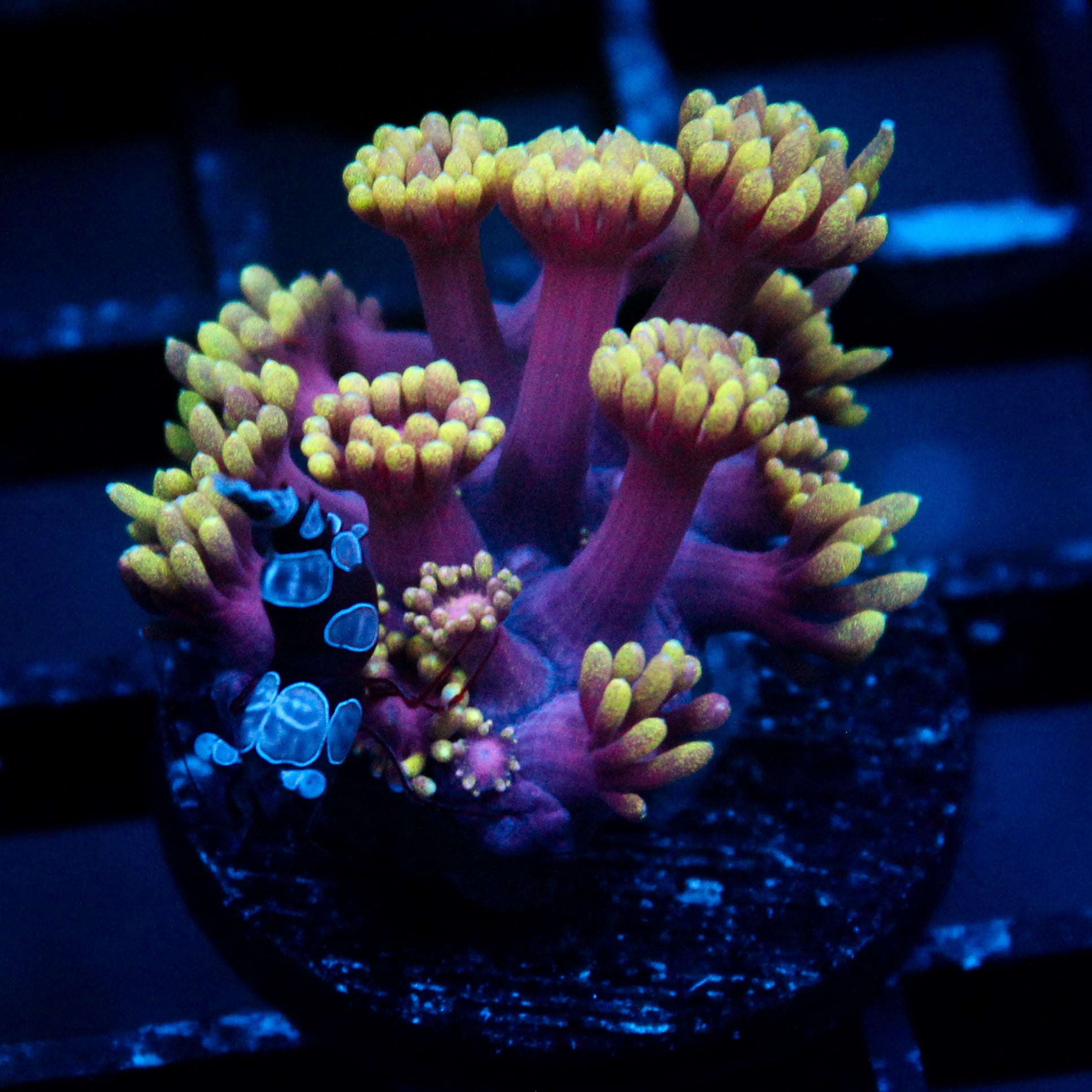 JC Aura Goni