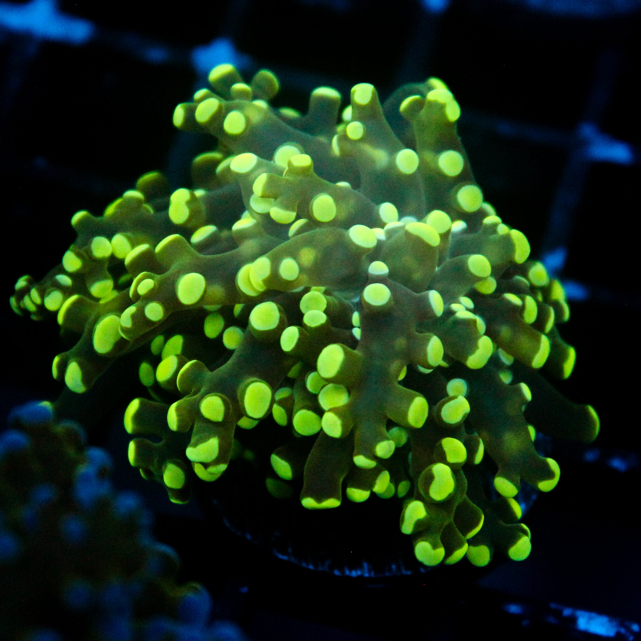 JC Neon Green Frogspawn