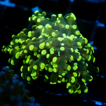 JC Neon Green Frogspawn