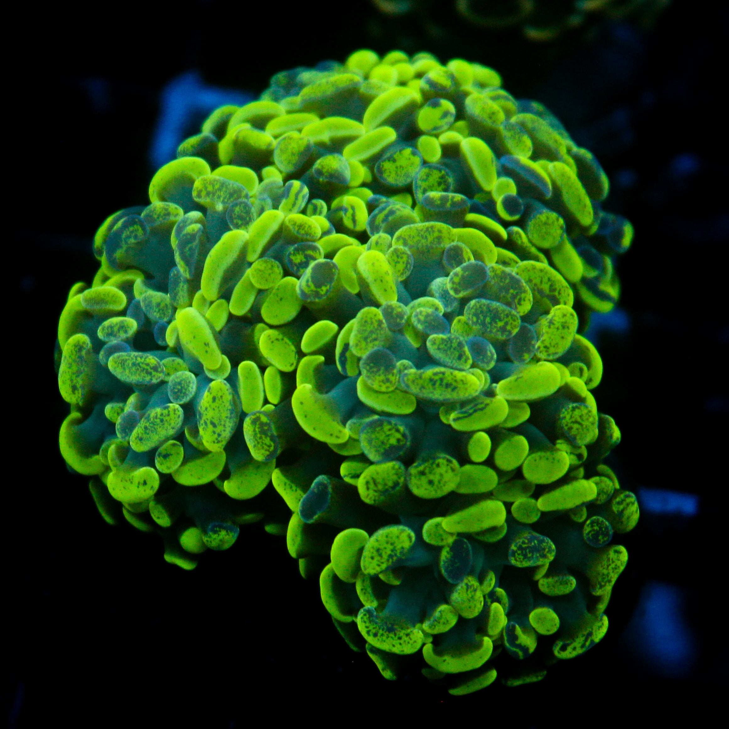 JC Ultra Splatter Hammer