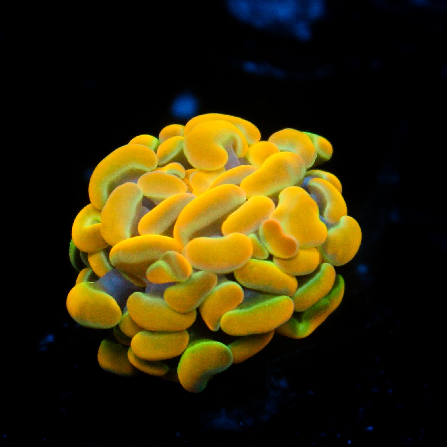 JC Rainbow Gold Hammer