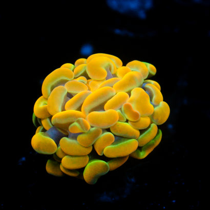 JC Rainbow Gold Hammer
