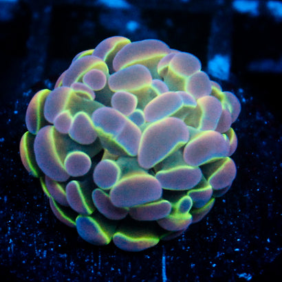 JC Ultra Hologram Hammer