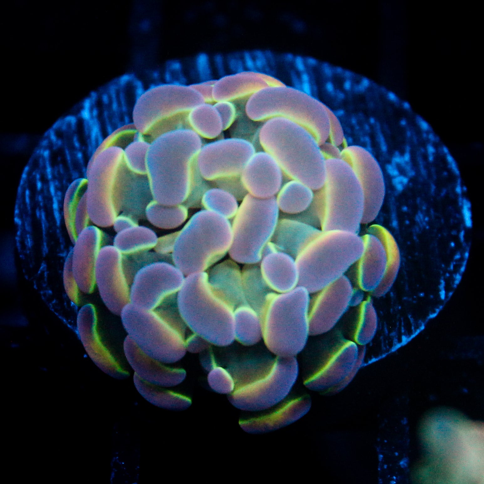 JC Ultra Hologram Hammer