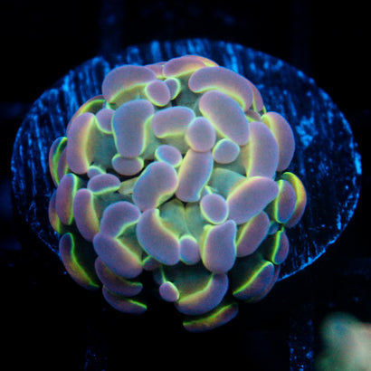 JC Ultra Hologram Hammer