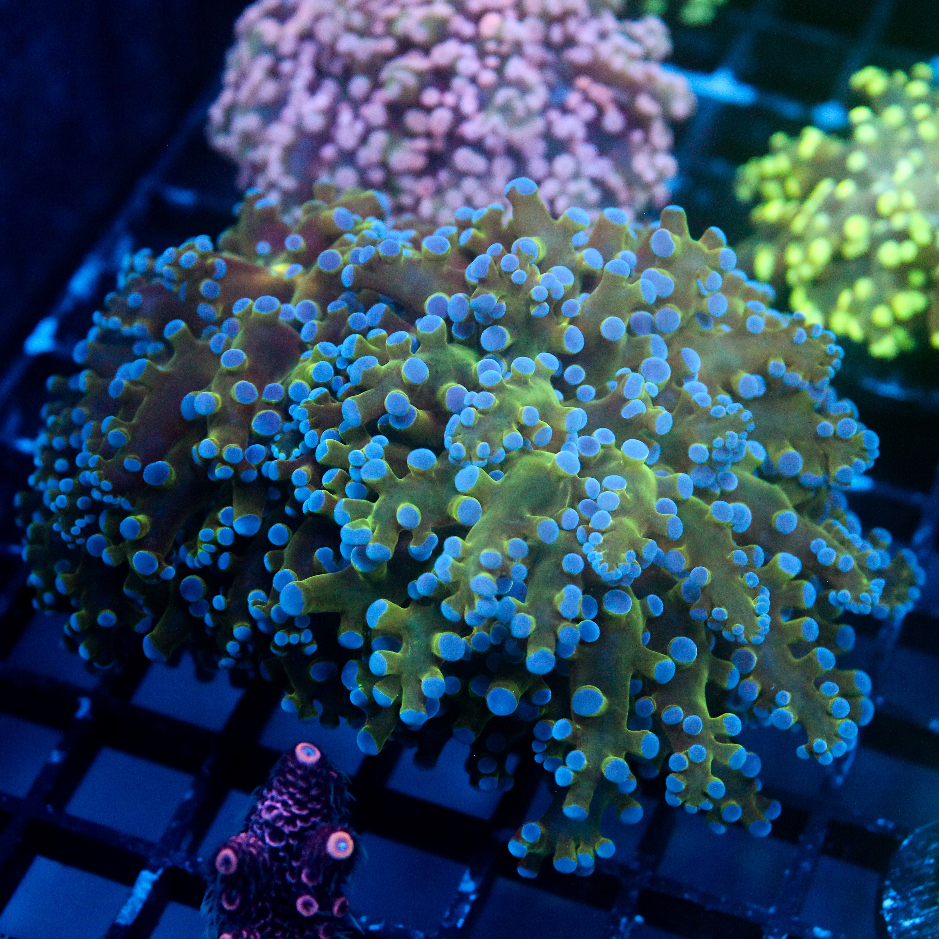 JC Hulk Buster Frogspawn Chunky