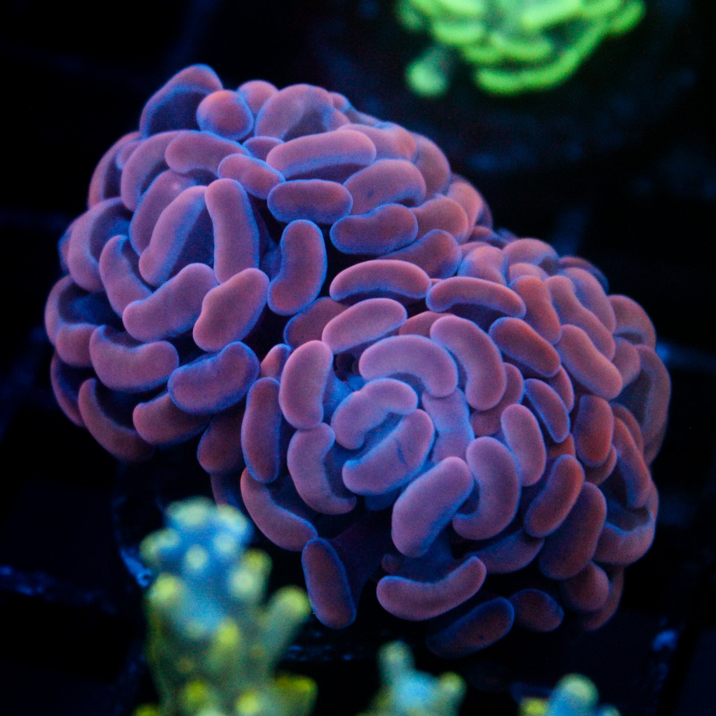 JC Orange Glow Hammer