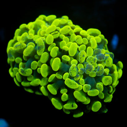 JC Neon Green Splatter Hammer