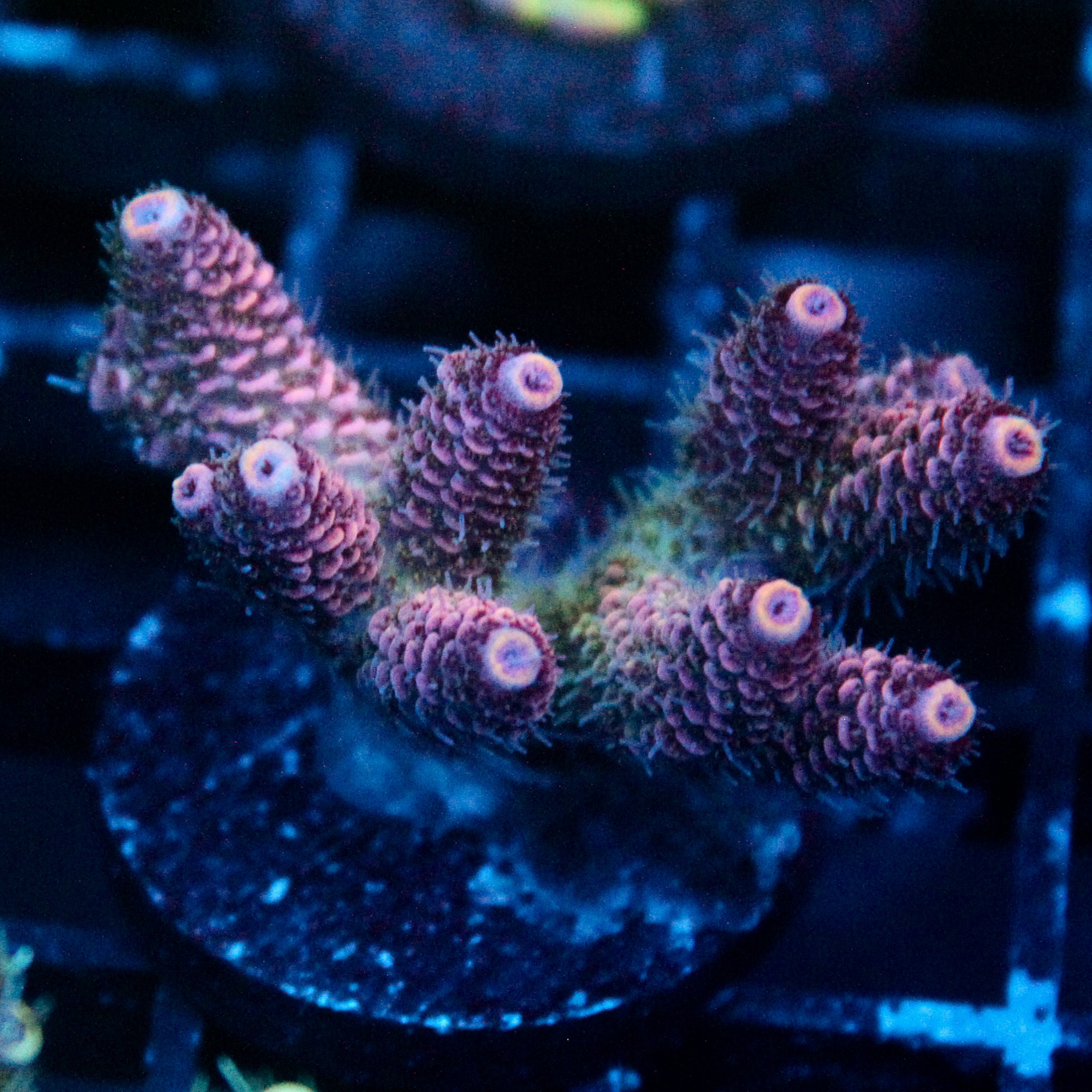 JC Enchantress Acro