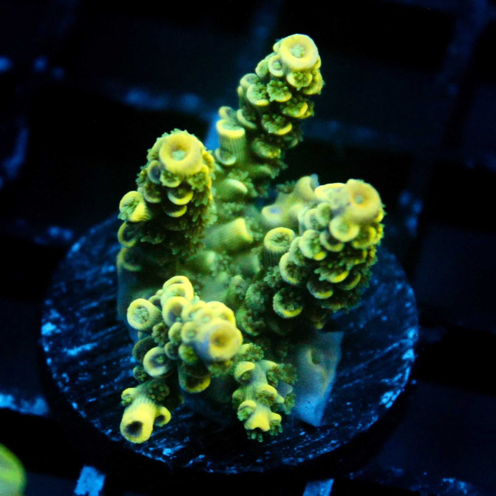 JC Auramite Acro