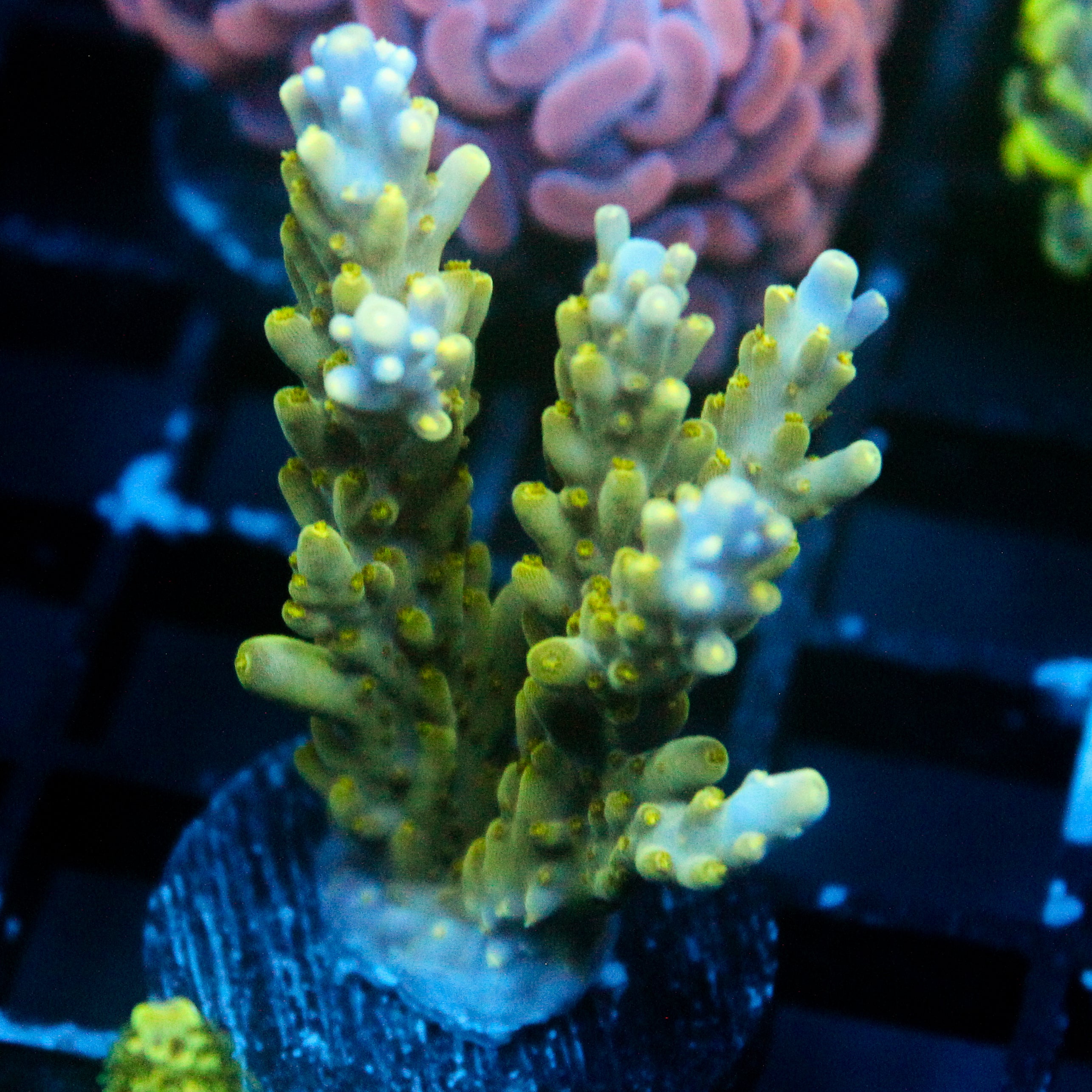 JC Frog Strike Acro