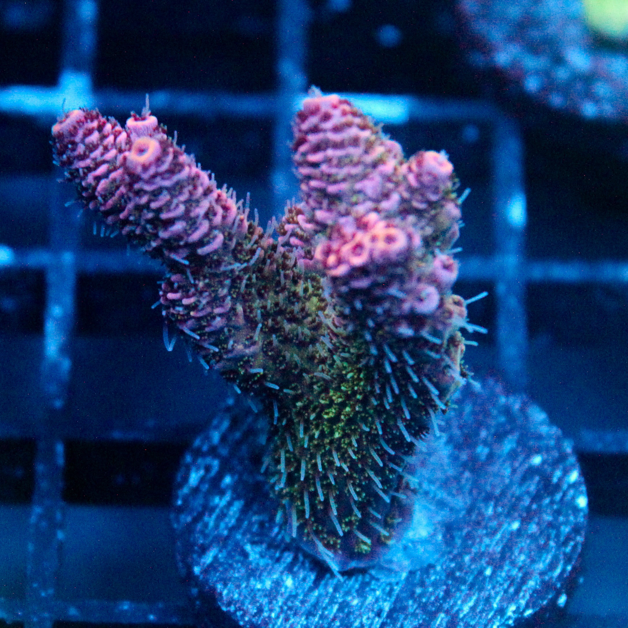 JC Enchantress Acro