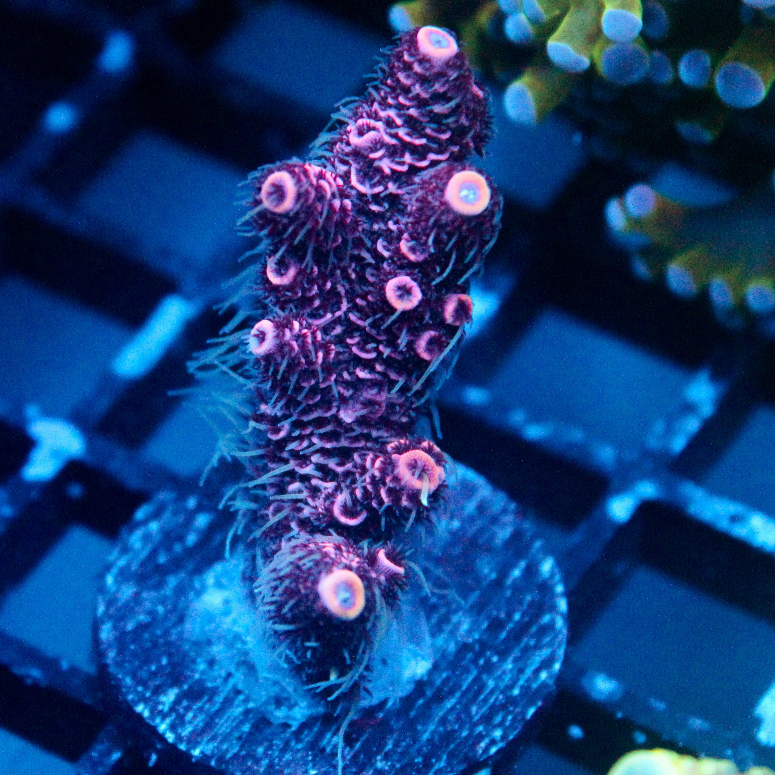 JC Pink Frit Acro