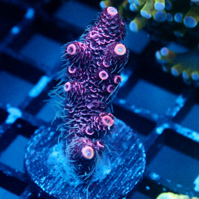 JC Pink Frit Acro