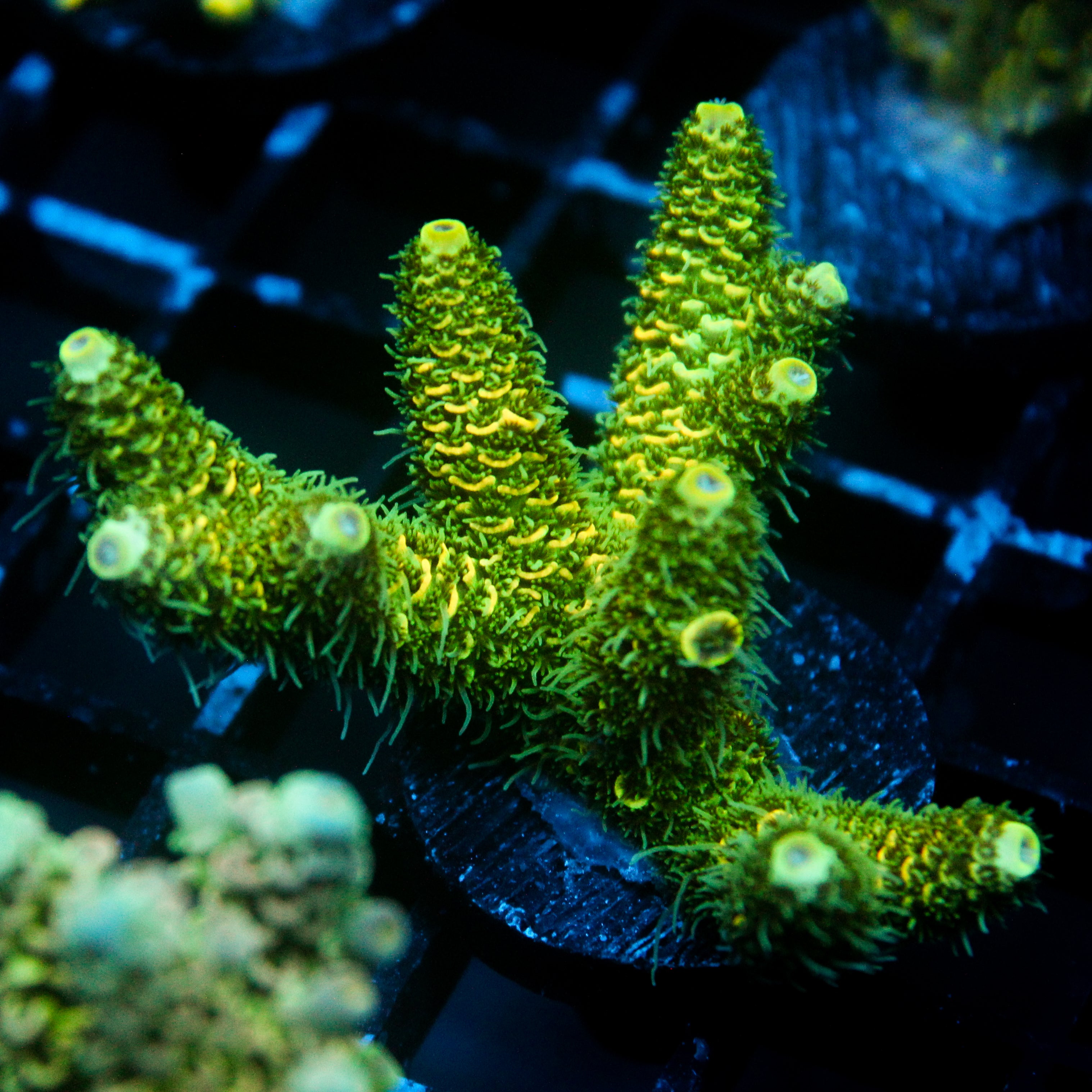 JC Tropical Fever Acro
