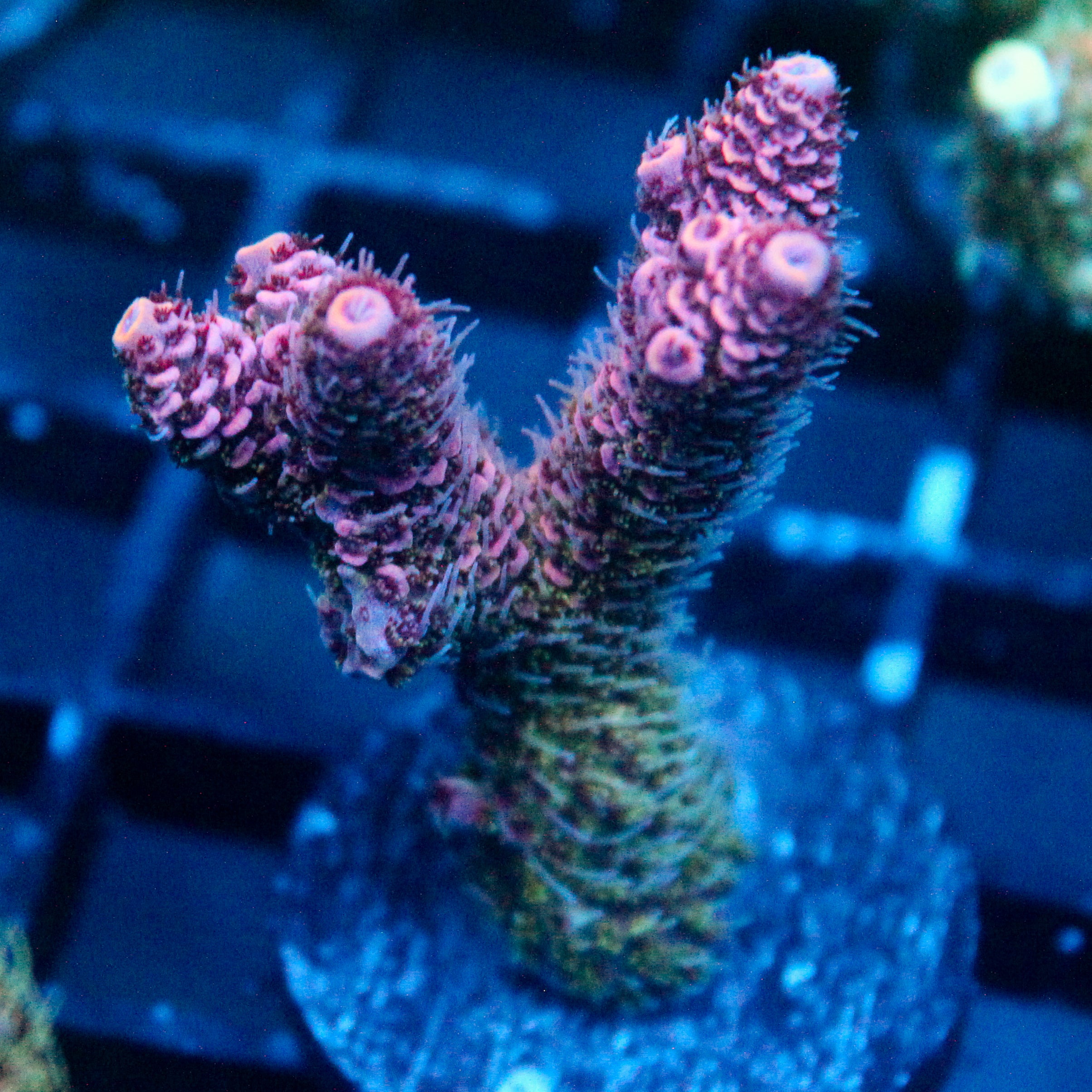 JC Enchantress Acro